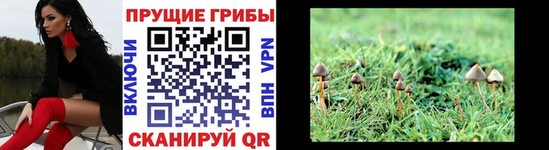 Галлюциногенные грибы Psilocybe Рузаевка